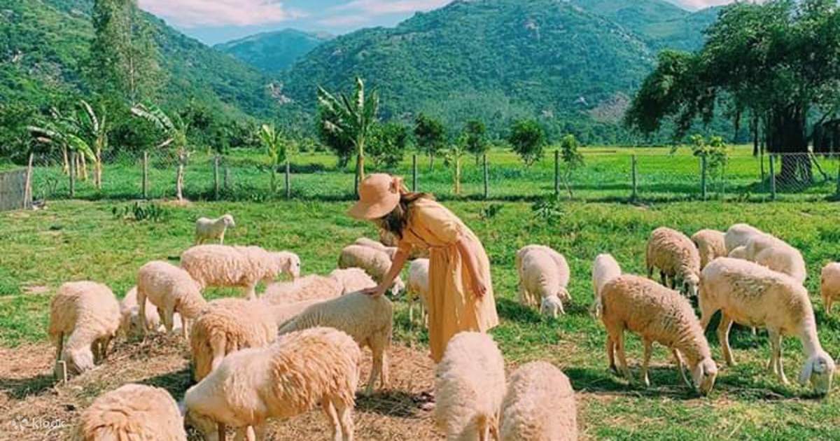 Tour Hang Rái - Vườn Nho & Đồng Cừu: miền Trung nắng gió vẫn say đắm lòng người. 7 Tour Ngay Dong Cuu Vinh Vinh Hy Vuon Nho va Hang Rai tu Nha Trang 1
