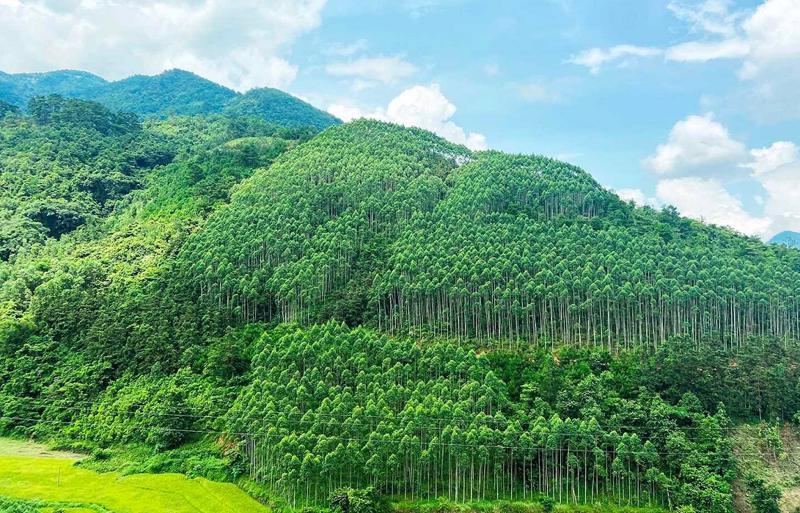 Môi trường bền vững là gì? Giải pháp xây dựng một tương lai xanh 14 Năm 2023, Việt Nam đã thành công bán 10,3 triệu tín chỉ carbon rừng (Ảnh: Nguồn Internet)