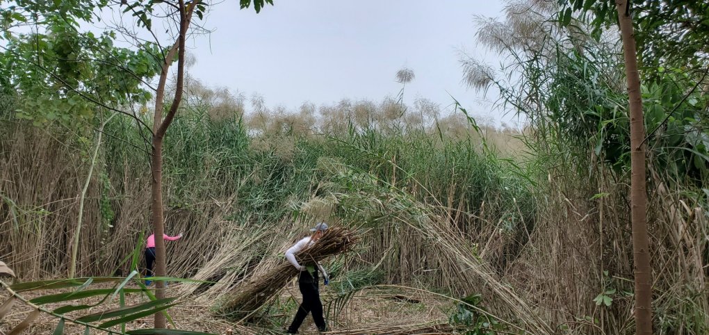 Du học sinh về nước khởi nghiệp với sản phẩm ống hút cỏ sậy 6 Ống hút cỏ sậy