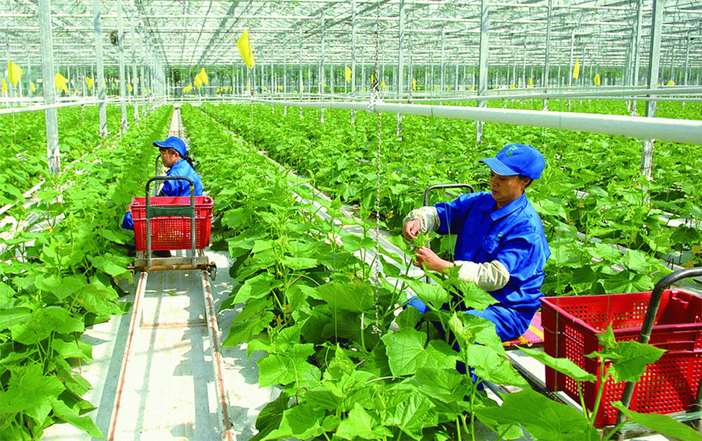 Lối Sống Xanh: Hành trình Tiêu dùng tiết kiệm - Bảo vệ Trái Đất 19 Việt Nam chủ trương hướng đến một mô hình nông nghiệp tăng trưởng bền vững gắn với bảo vệ môi trường