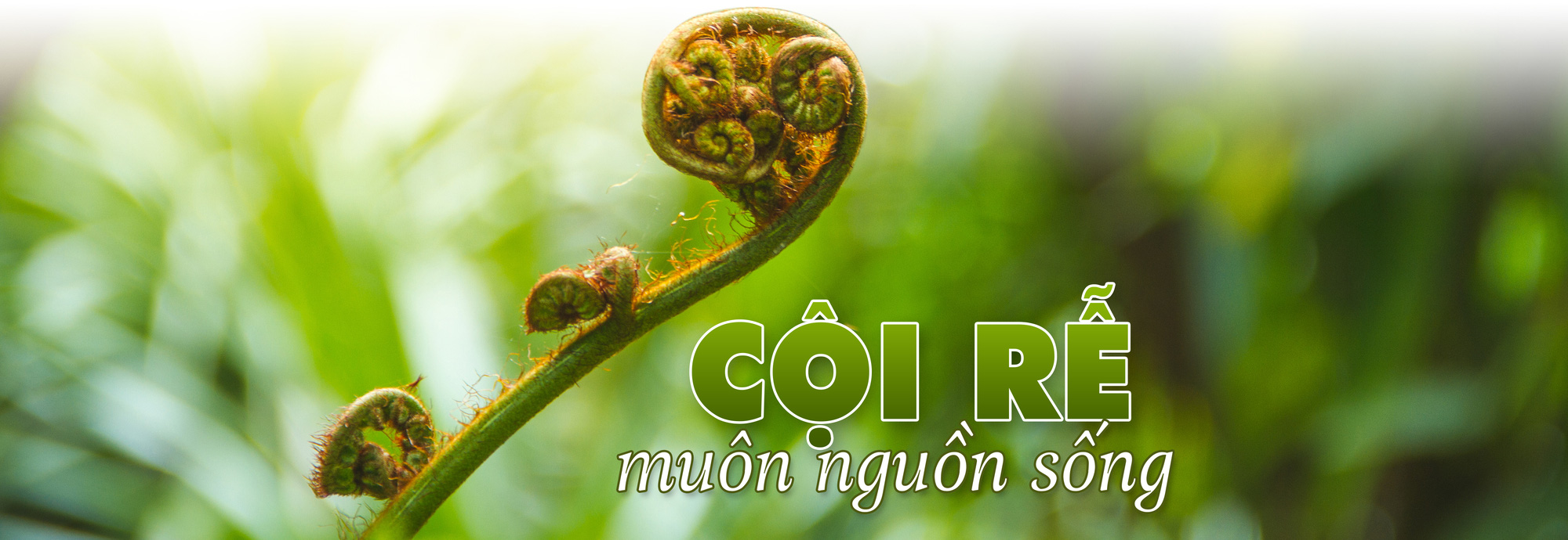 5 đô la một tín chỉ carbon là mắc hay rẻ? - Ảnh 22. 5 đô la một tín chỉ carbon là mắc hay rẻ? - Ảnh 22.