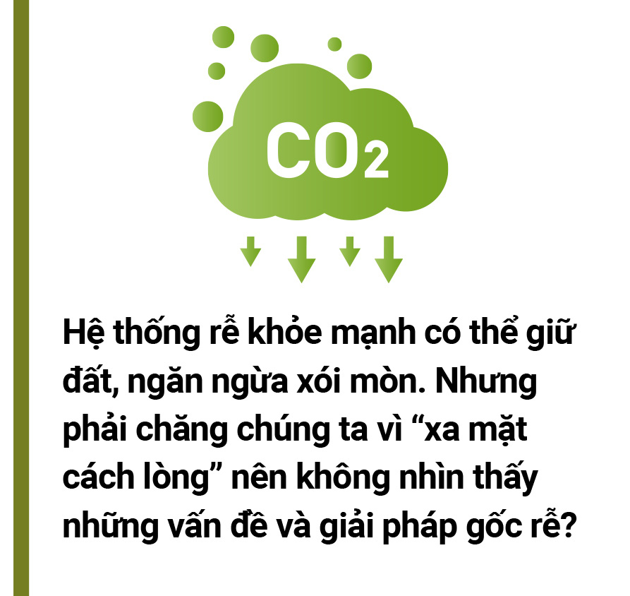 5 đô la một tín chỉ carbon là mắc hay rẻ? - Ảnh 24. 5 đô la một tín chỉ carbon là mắc hay rẻ? - Ảnh 24.