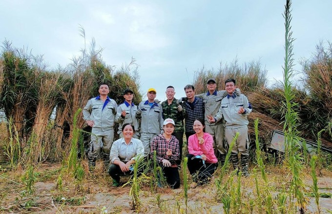 Du học sinh về nước khởi nghiệp với sản phẩm ống hút cỏ sậy 3 Ống hút cỏ sậy