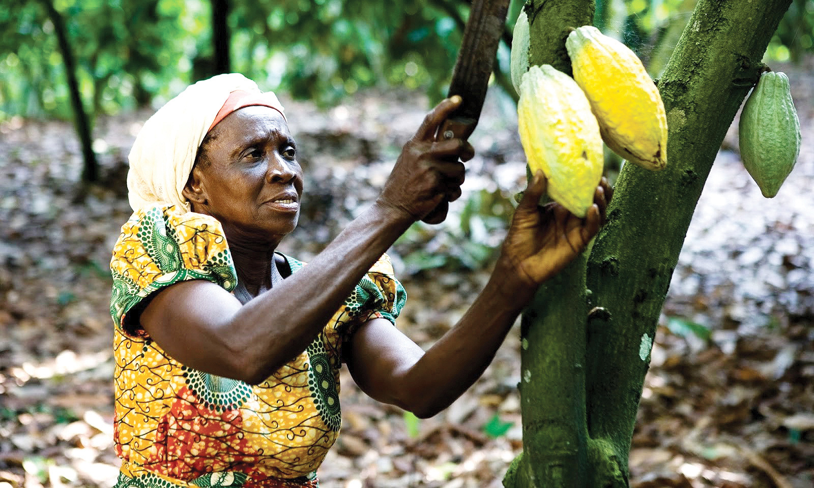 5 đô la một tín chỉ carbon là mắc hay rẻ? - Ảnh 20. 5 đô la một tín chỉ carbon là mắc hay rẻ? - Ảnh 20.