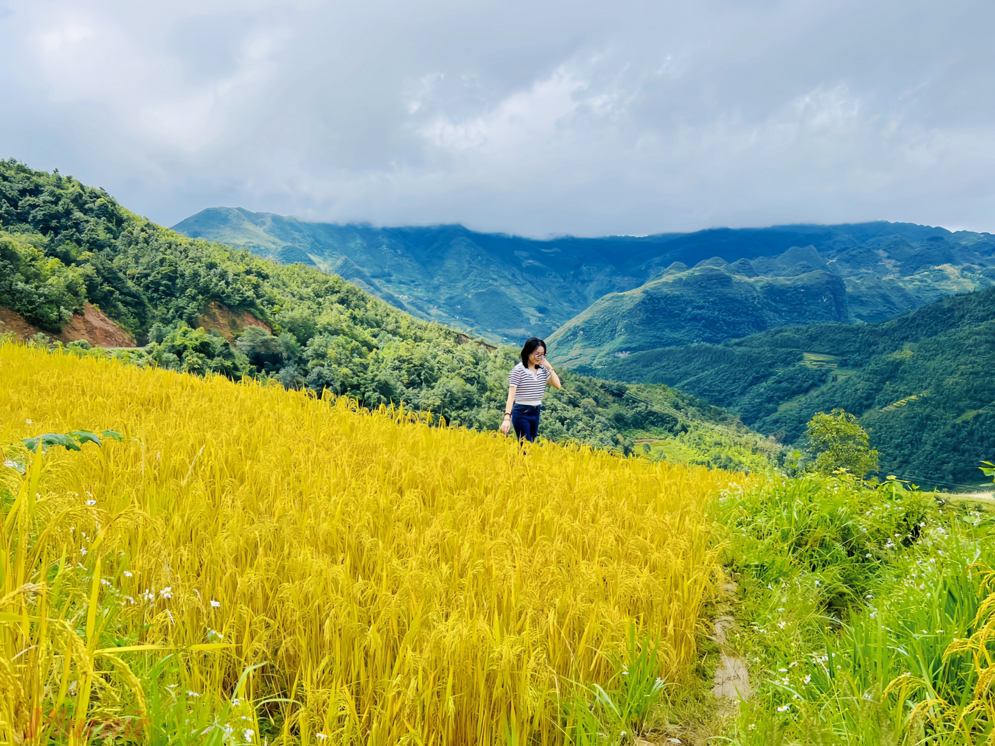 Trải nghiệm Mùa thu Hà Giang: Tuyệt sắc Lũng Cú - Đồng Văn 8 Những cánh đồng lúa chín vàng trên cung đường từ thị trấn Đồng Văn đến cột cờ Lũng Cú.